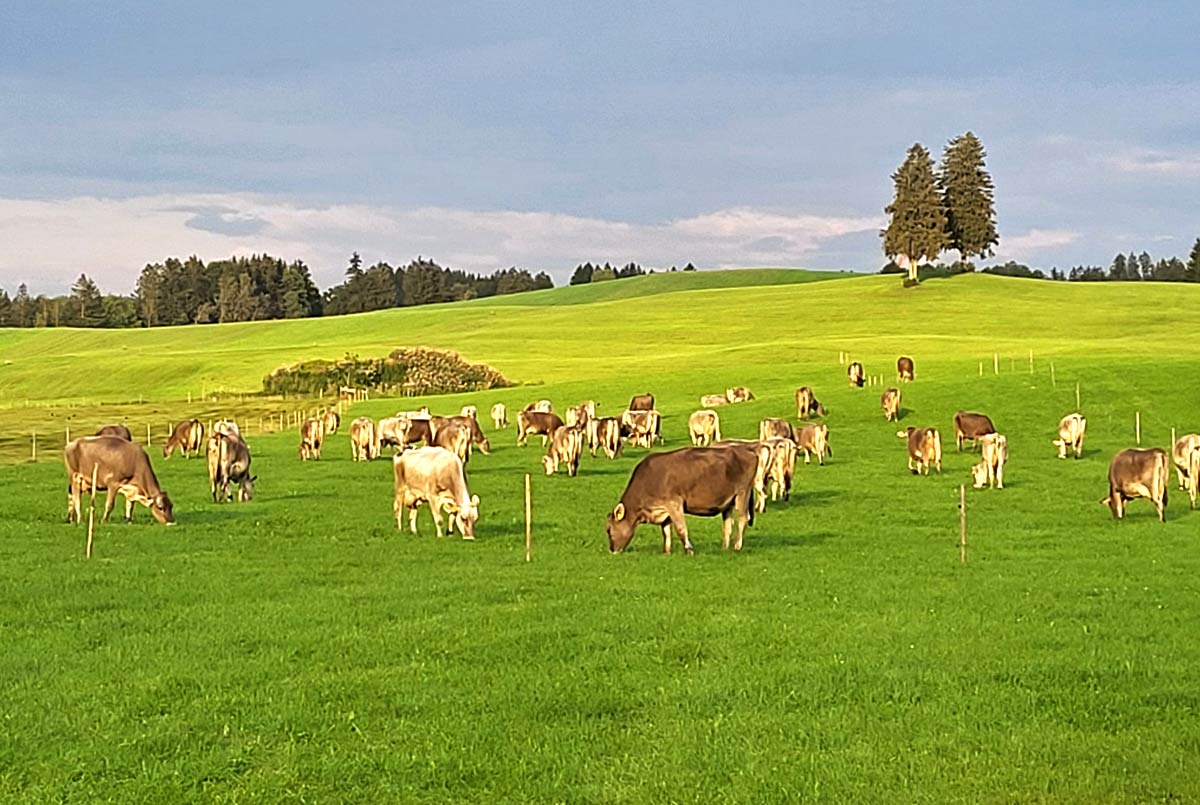 Unsere Kühe auf der Weide
