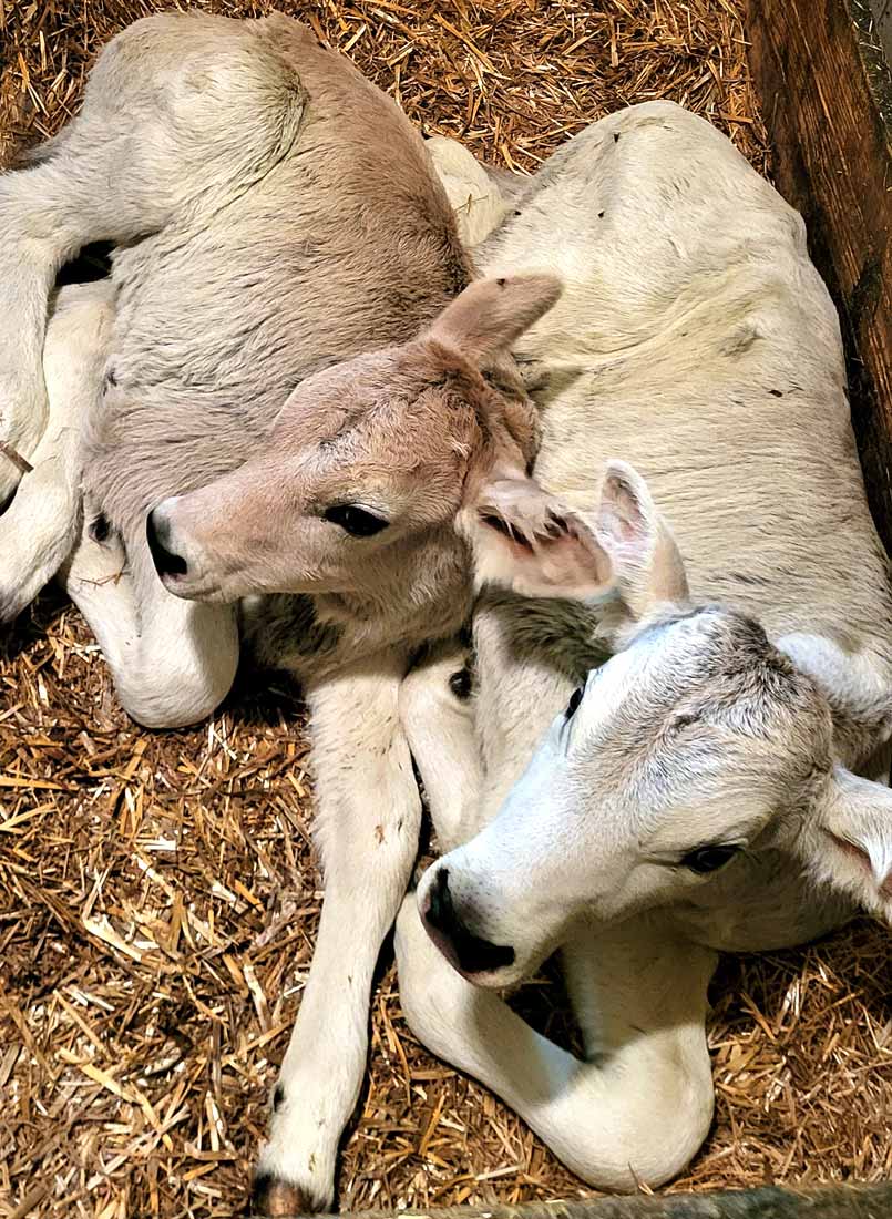 Unsere süßen Kälber
