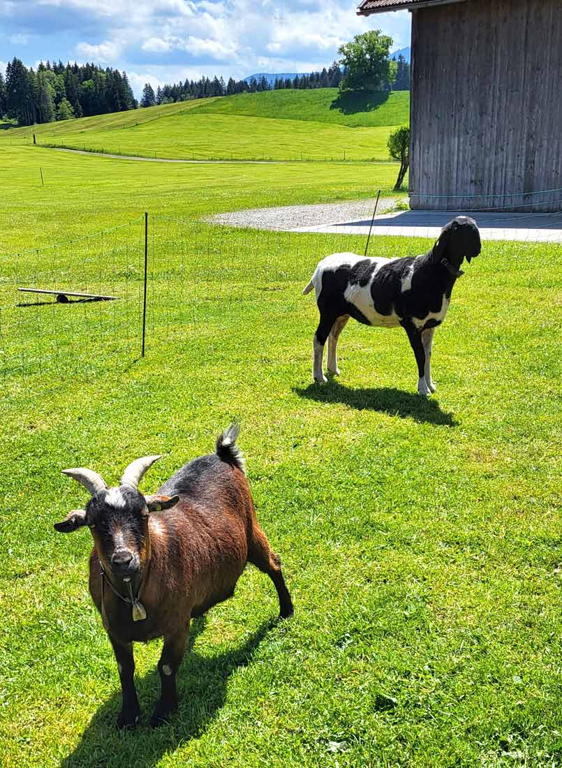 Ziegen und Schafe zum streicheln