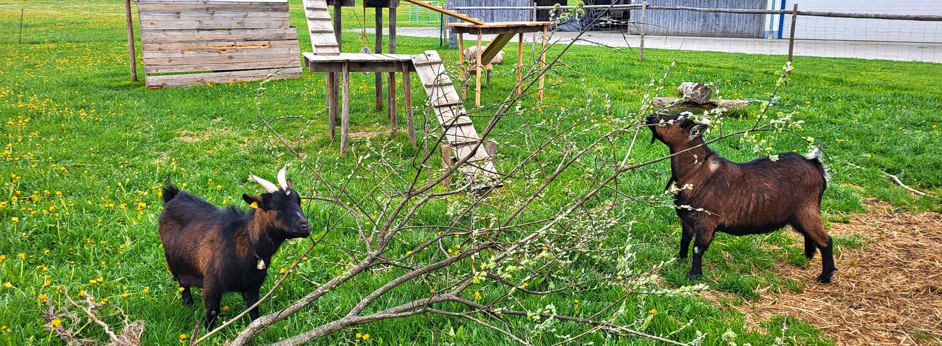 Tiere zum streicheln